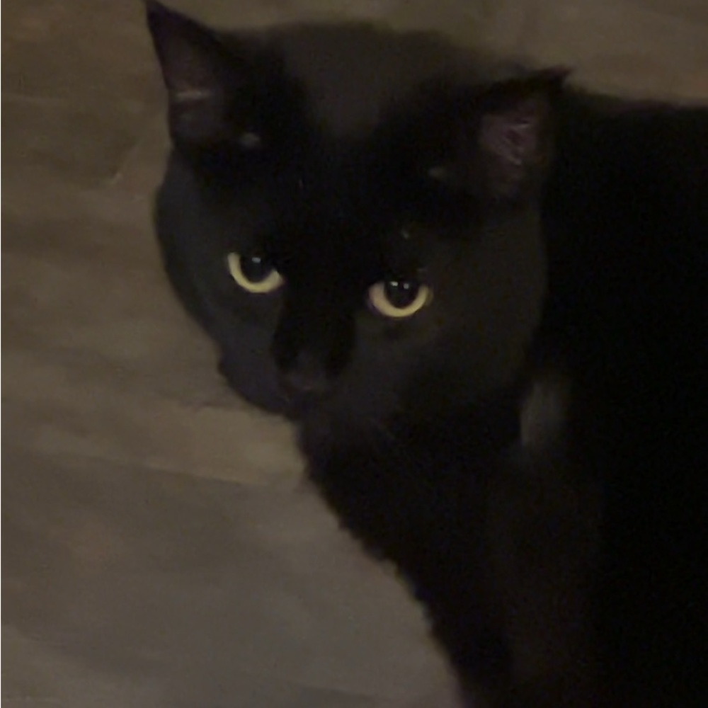 Meet your Posher, Poppy